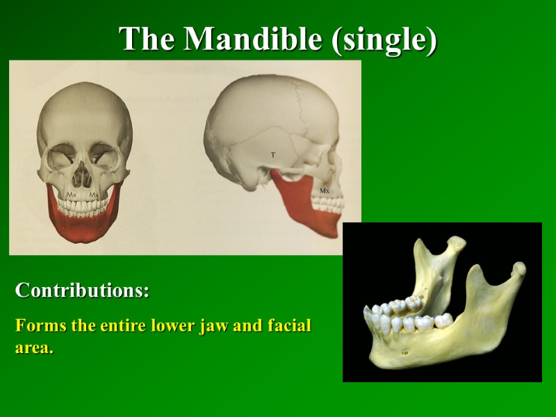 The Mandible (single)   Contributions: Forms the entire lower jaw and facial area.